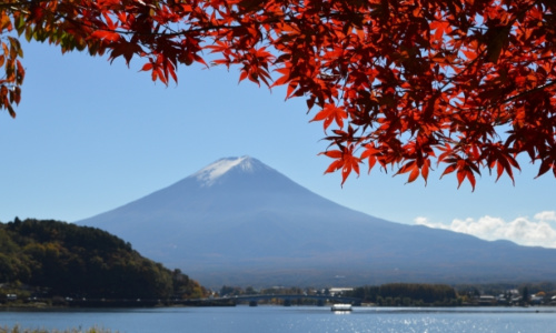 河口湖もみじ