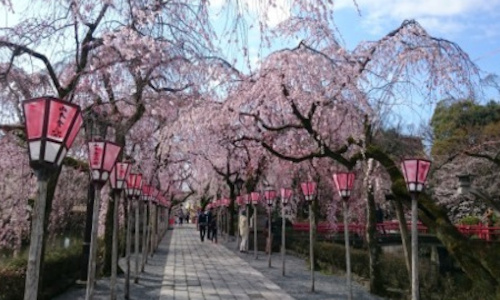 三嶋大社桜のトンネル