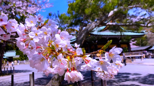 三嶋大社-桜