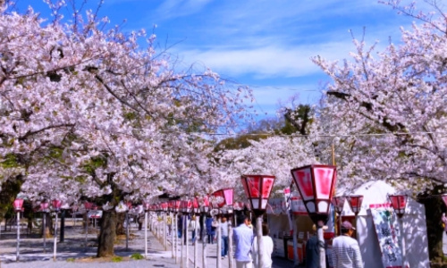 三嶋大社-桜